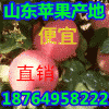 红富士苹果哪里便宜，山东万亩苹果产地，沂蒙山红富士苹果