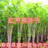 红芹菜种子