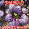 紫油菜种子