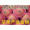 精品山东苹果基地 红富士苹果近日价格