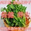 豆瓣菜种子