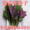 紫叶苏种子