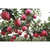 苹果批发热线山东苹果产地红富士苹果供应价格