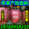 １８７６４９５８２２２红富士苹果产地价格/山东红富士苹果代收