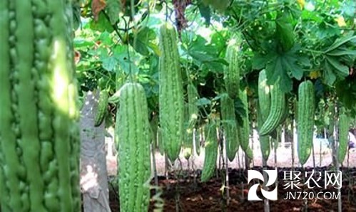 图片10