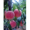 桃树苗新品种