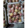 山东红富士苹果基地供应价格18354426263