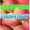 红富士苹果报价今日山东苹果产地批发价格