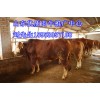 山东优质肉牛犊养殖推广中心15953957198