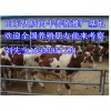 山东优质肉牛犊养殖推广中心15953957198