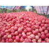 全国红富士苹果行情报价，山东红富士苹果优质生产基地