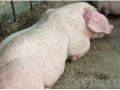 夏季猪圆环病毒的症状和防治方法