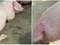 夏季猪皮炎肾病综合症的防控