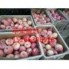 1月27日山东红富士苹果最新价格水晶红富士苹果价格