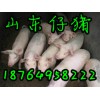 供应仔猪低价出售 山东仔猪养殖基地 临沂小猪产地价格