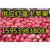 １５９５３９８３８０８苹果产地／红富士苹果大量供应