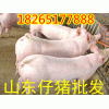 山东仔猪价格18265177888哪里仔猪便宜多