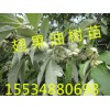 2016年春季供应大量 1-3年翅果油树 翅果油树