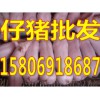 三元仔猪繁育基地今日仔猪供应价格