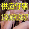 山东养猪场卖仔猪15806918687