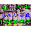 １３９５４９６６８２２山东仔猪价格行情/山东仔猪产地