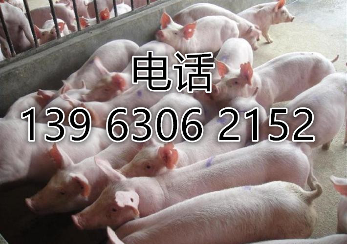 仔猪价格 苗猪繁殖基地价格 种猪专业培育厂家