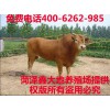 肉牛牛苗价格