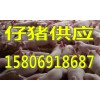 仔猪养殖基地山东仔猪今日供应价格