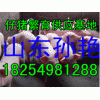 １３９５４９６６８２２山东仔猪价格行情/山东仔猪产地