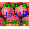 １３９５４９６６８２２红富士*山东纸袋/膜袋/纸加膜苹果产地