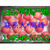 １３９５４９６６８２２红富士*山东纸袋/膜袋/纸加膜苹果产地
