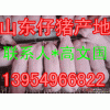 １３９５４９６６８２２山东仔猪产地