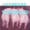 15266669339大型仔猪养殖场
