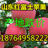 １８７６４９５８２２２苹果掉价/山东库存红富士苹果批发产地