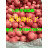 山东苹果价格/今日红富士苹果大降价了