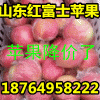 １８７６４９５８２２２库存苹果掉价/山东红富士苹果产地价格