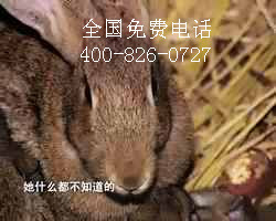 山东大型野兔养殖基地公司