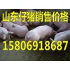 15806918687山东仔猪供应价格