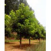 胸径2-15公分美国山核桃树