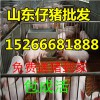 山东仔猪仔猪价格仔猪行情仔猪最新报价