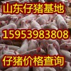 15953983808山东仔猪价格行情预测