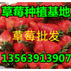 供应草莓产地价格 山东草莓多少钱  山东草莓批发基地