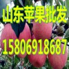 15806918687红富士苹果产地最新批发价格