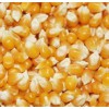 诚信求购高粱小麦玉米大豆麸皮棉粕等饲料原料