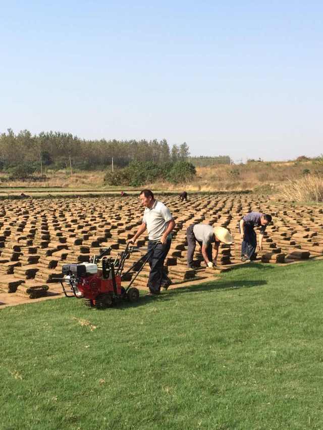 句容景叶草坪基地低价供应优质草坪-果岭草