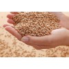 采购高粱、玉米、小麦、大（糯）米、稻谷、大豆等原材料