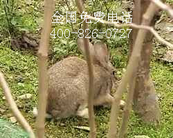 大型养兔场杂交野兔散养野兔繁殖快野兔苗怀孕母兔