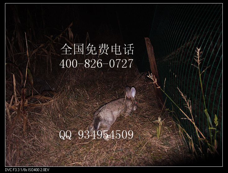 杂交野兔养殖技术养殖兔子操作简单低风险.
