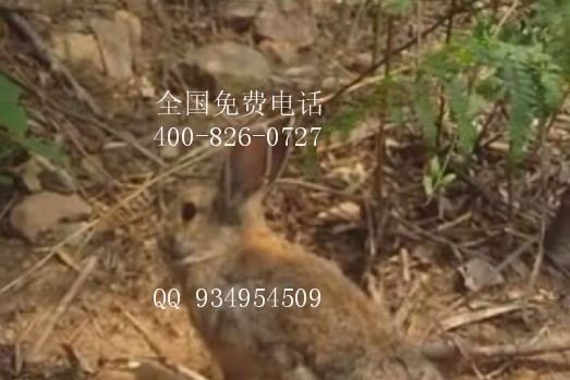 山东四川湖北贵州肉兔商品兔收购价格