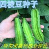 四棱豆种子